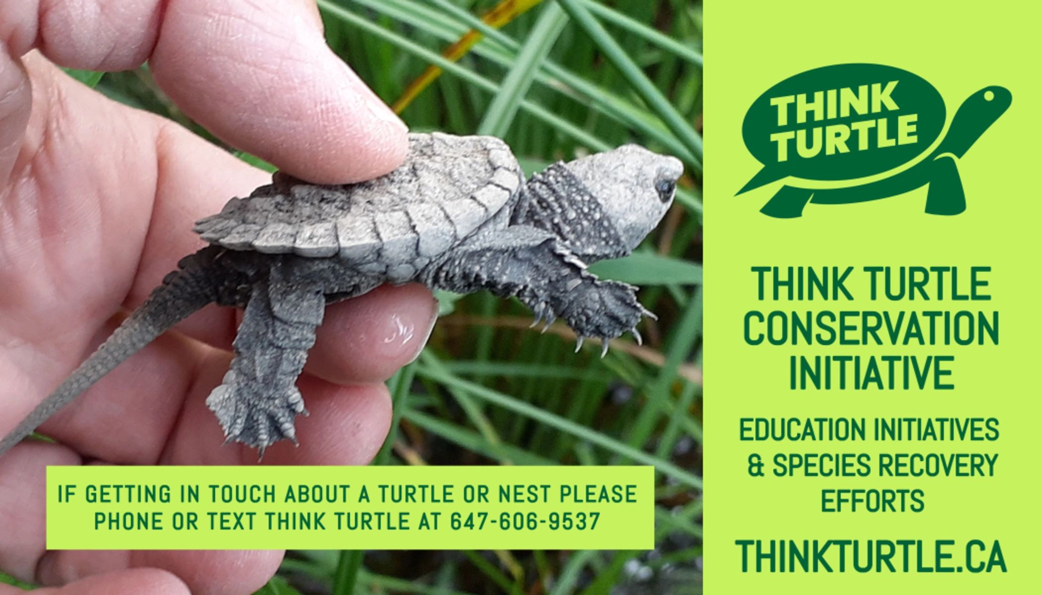 Snapping Turtles